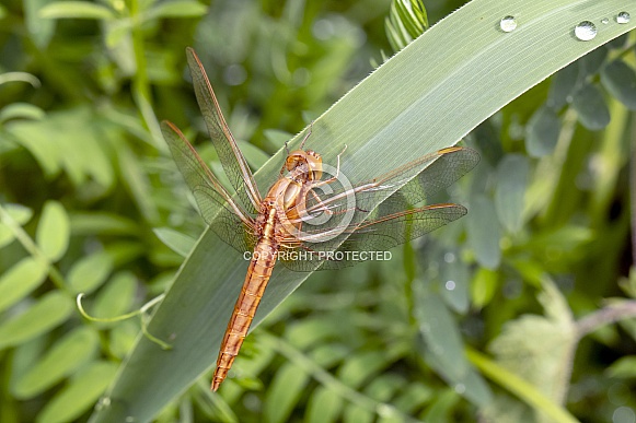 Close up of dragonfly sitting on green leaf