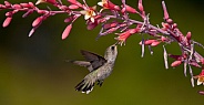 Hummingbird Trochilidae