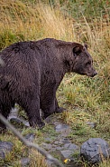 Alaska Bear 3