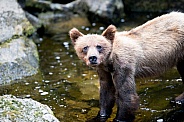 Wild grizzly bear cub in Alaska