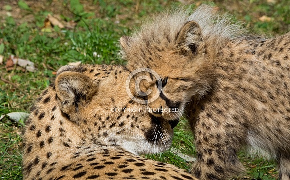 Cheetah Cub and Mum