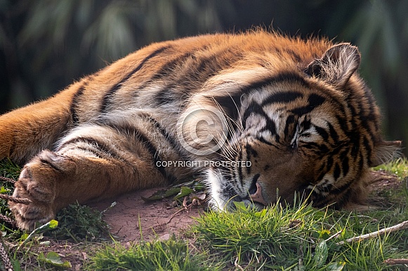 Sumatran Tiger Asleep Lying Down