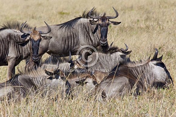 Blue Wildebeest - Botswana
