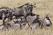Blue Wildebeest - Botswana
