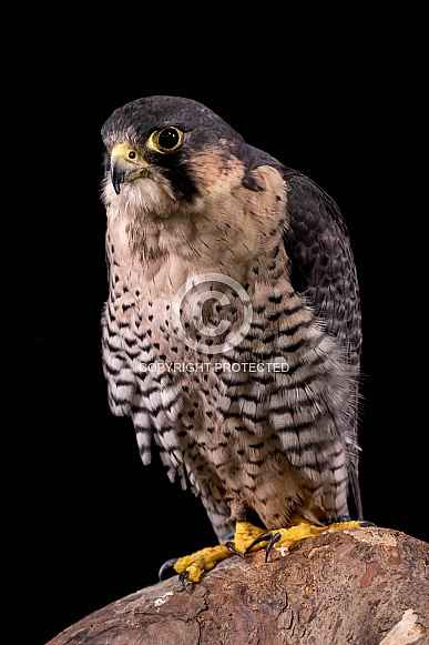 Falcon Portrait On Black Background
