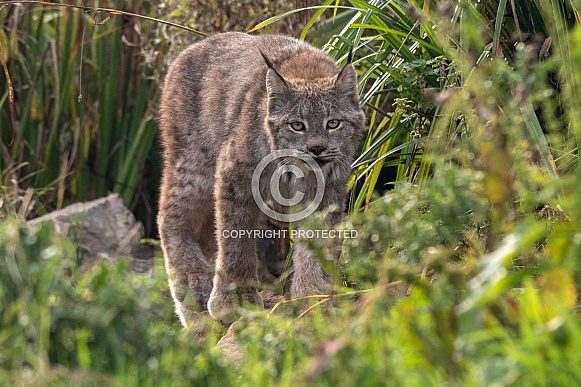 Canada Lynx In Grass