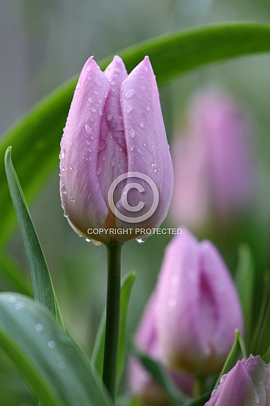 Close-up of purple wet tulips