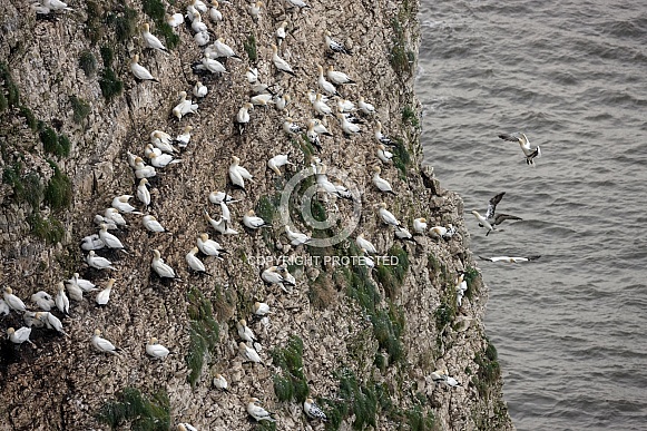 Gannet Colony - Bempton Cliffs - England