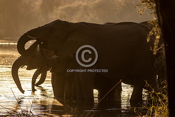 Elephant in the water during sunrise. Silhouette