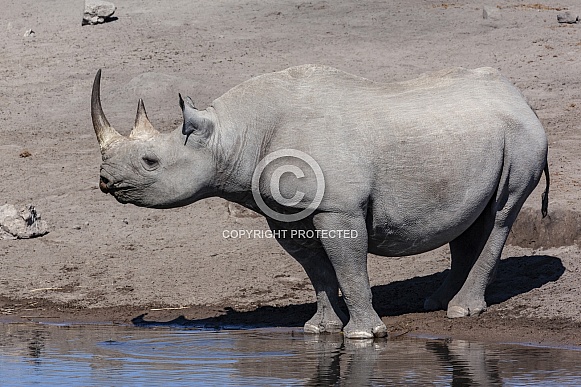Black Rhinoceros - Etosha National Park - Namibia