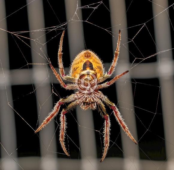 Large female Tropical orb weaver spider (Eriophora ravilla) in her web