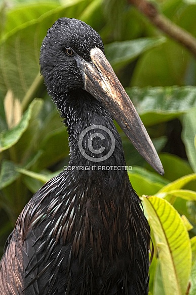 African Open Bill Stork Close Up Portrait