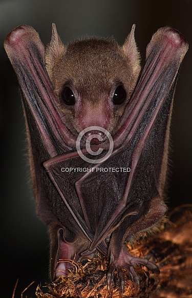 Egyptian Fruit Bat