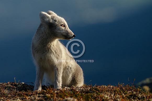 Arctic Fox Juvenile