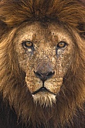 African Lion Male Face Shot Close Up