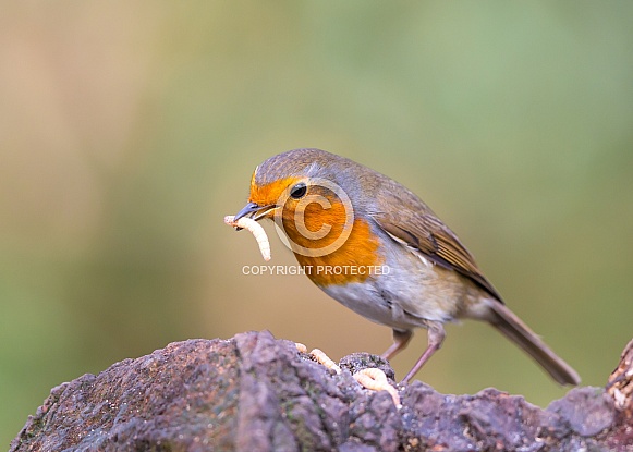 Robin feeding