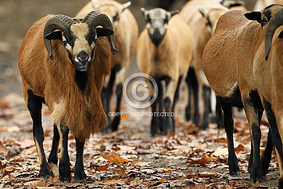 Cameroon Sheep