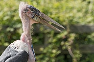 Marabou Stork Side Profile