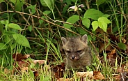 Baby fox kit hiding in woods