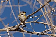 Yellow rumped Warbler, Audubon’s Warbler, Setophaga coronata