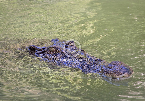 Saltwater Crocodile swimming with only head visible