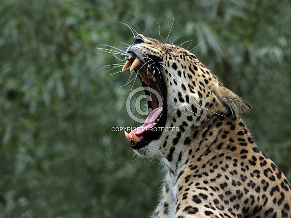 North Persian Leopard