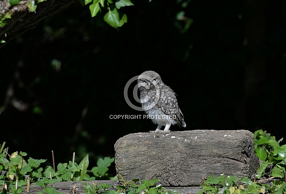 Juvenile Little Owl