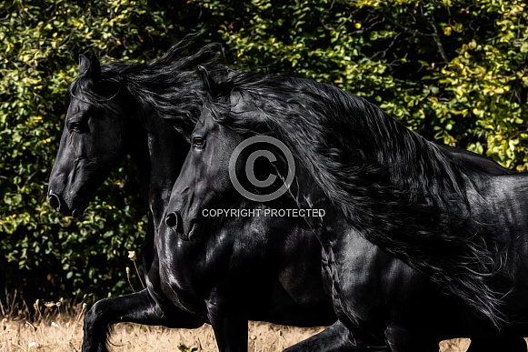 Friesian Horse--Tandem Black