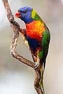 Rainbow lorikeet
