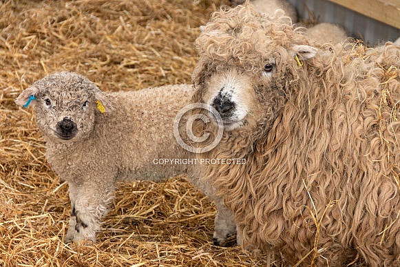 Grey Faced Dartmoor Ewe and Lamb