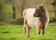 Belted Galloway Cross