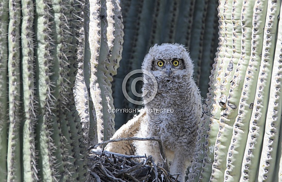 Great horned owlet in a nest