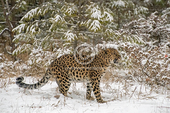 Amur Leopard - Growling