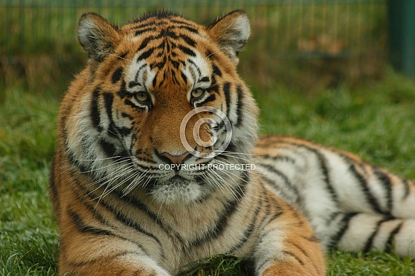 Amur Tiger Resting Close Up
