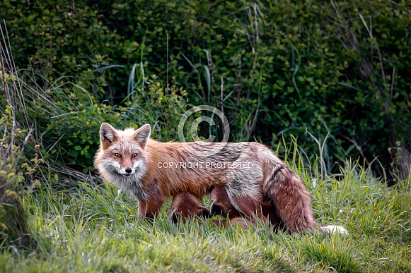 Red Fox--Red Fox Mealtime