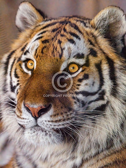 Portrait of a pretty tiger