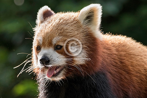 Red Panda Close Up Mouth Open