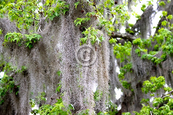 Sweetgum Tree draped with Spanish Moss