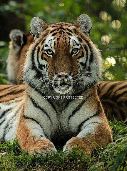 Amur Tiger (Panthera tigris altaica)