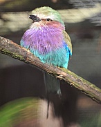 lilac breasted roller
