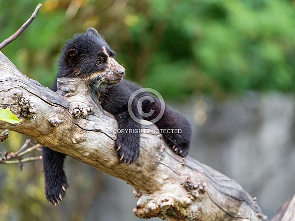 Spectacled Bear Cub(also known as Andean Bear)