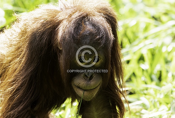 Bornean Orangutan Youngster Close Up