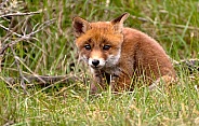 Red Fox welp