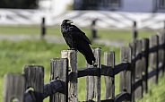 Common Raven Perching on a Fence  in Alaska