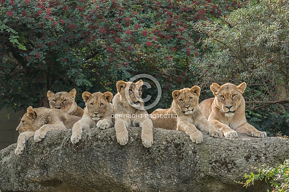 Lion Cubs and Lioness