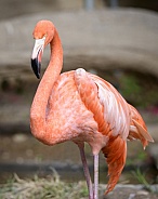 Large, pink flamingo sanding in reeds and water
