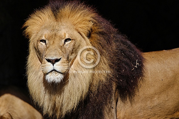Tawny Lion