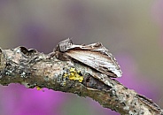 Swallow Prominant Moth