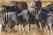 Planes Zebra (Equus quagga)