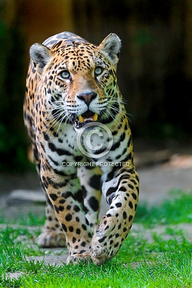 South American Jaguar